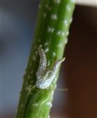 Stipules